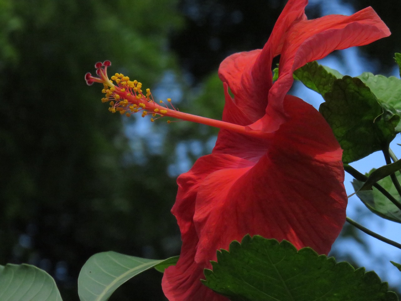 hibiscus  flower  bloom free photo