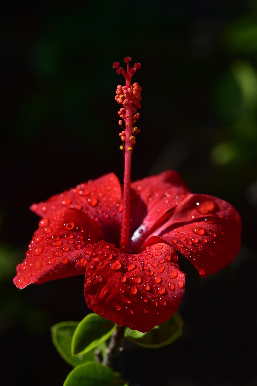 hibiscus  blossom  bloom free photo