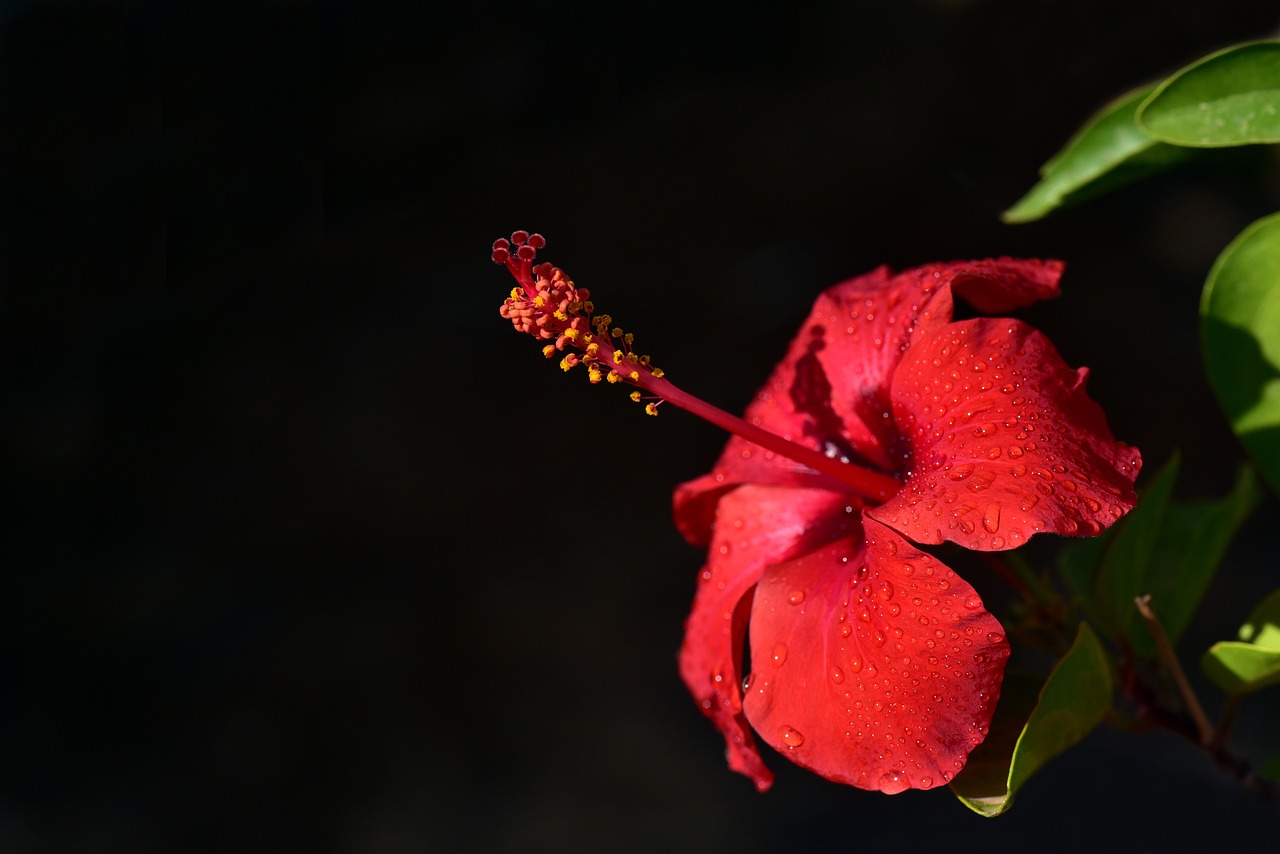 hibiscus  blossom  bloom free photo