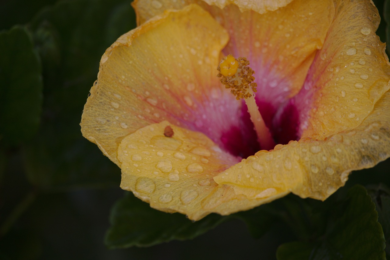 hibiscus  flower  droplet free photo