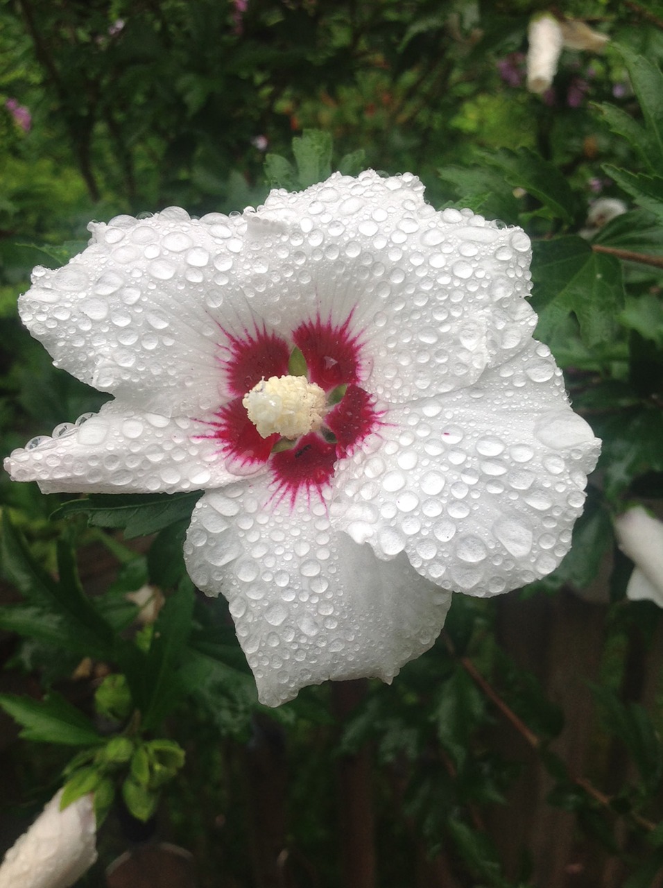 hibiscus  rain  flower free photo