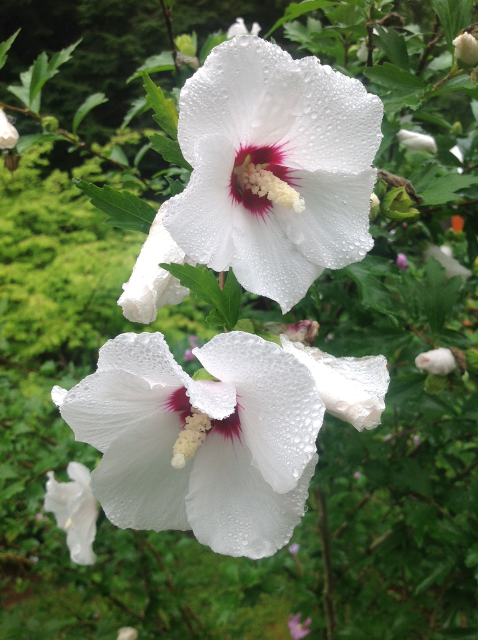 hibiscus  flowers  rain free photo