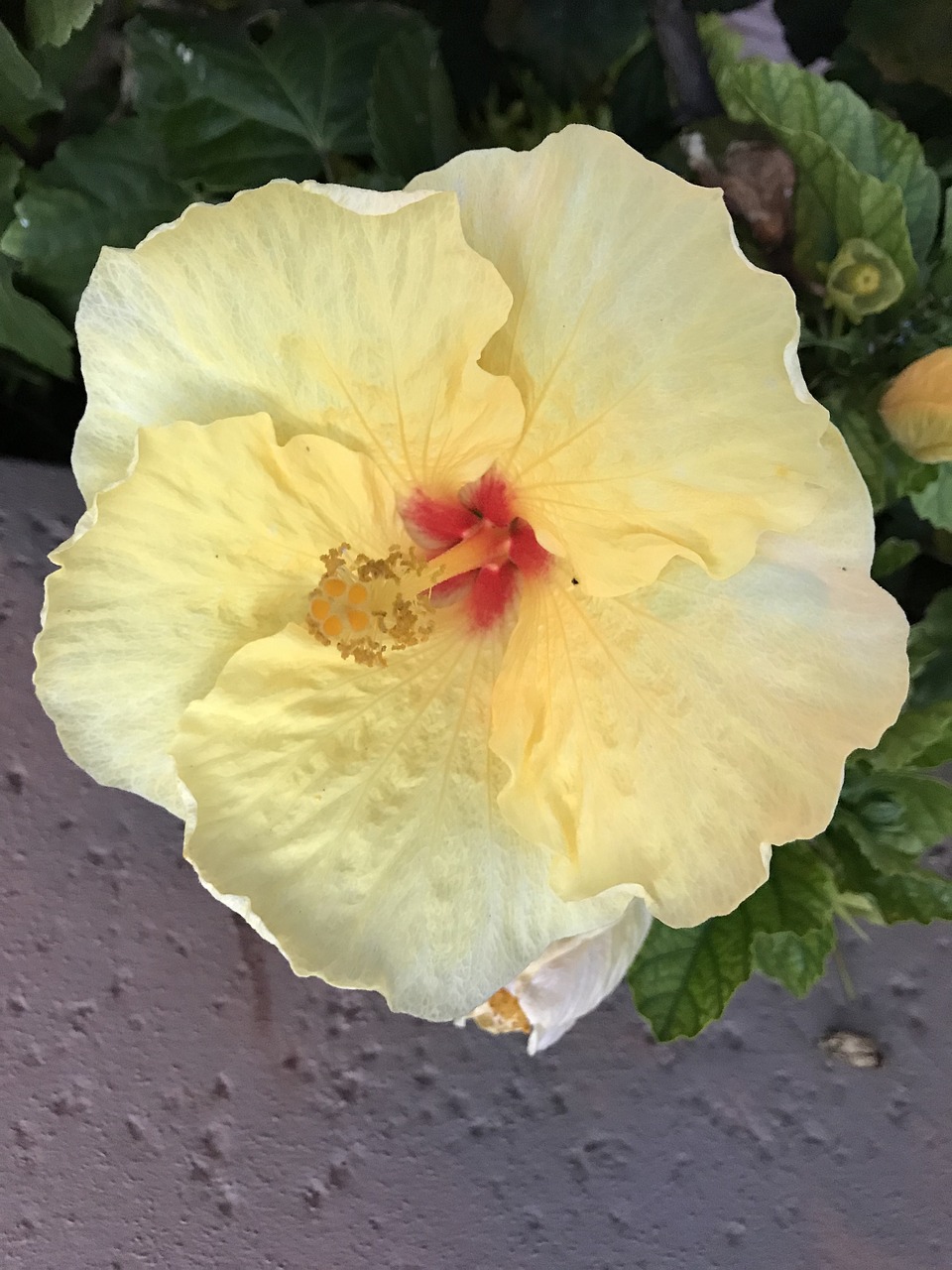 hibiscus  hawaii  tropcial free photo