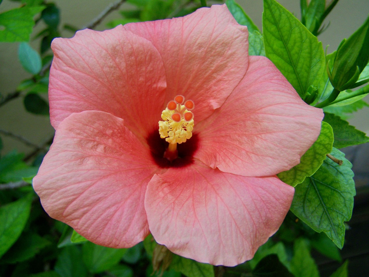 hibiscus  hollyhock  plant free photo