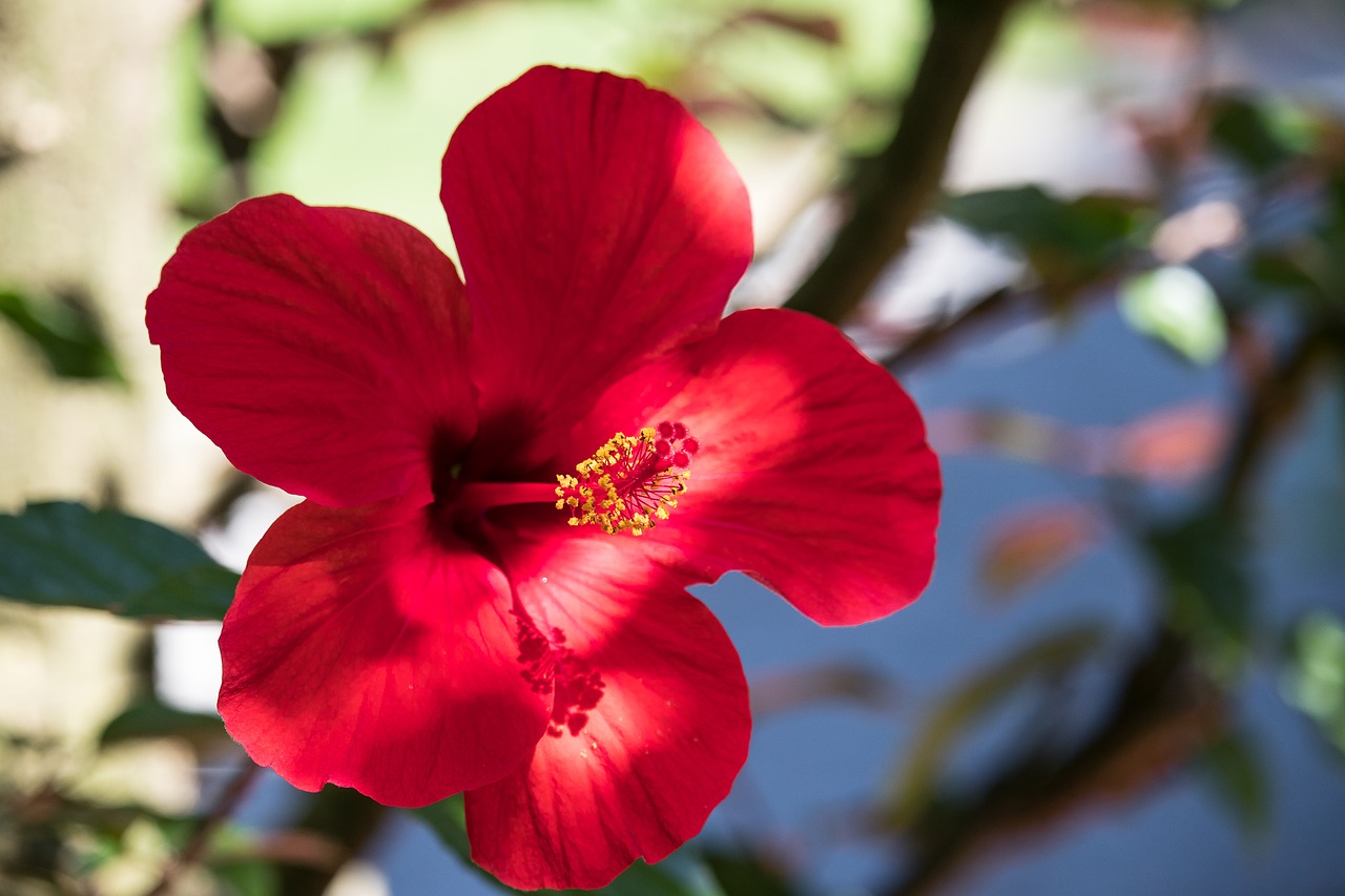 hibiscus  flower  plant free photo