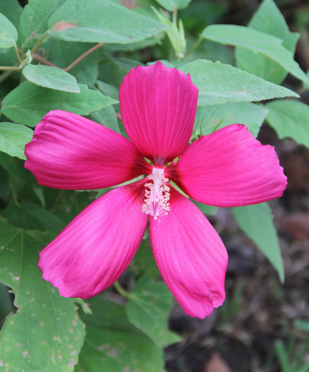 hibiscus flower nature free photo