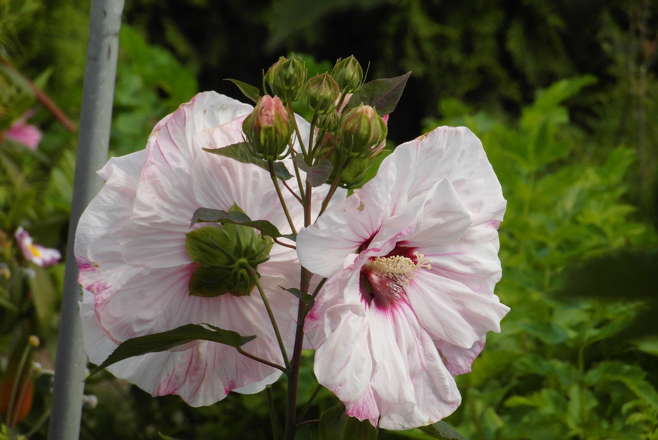 hibiscus  flower  figure free photo