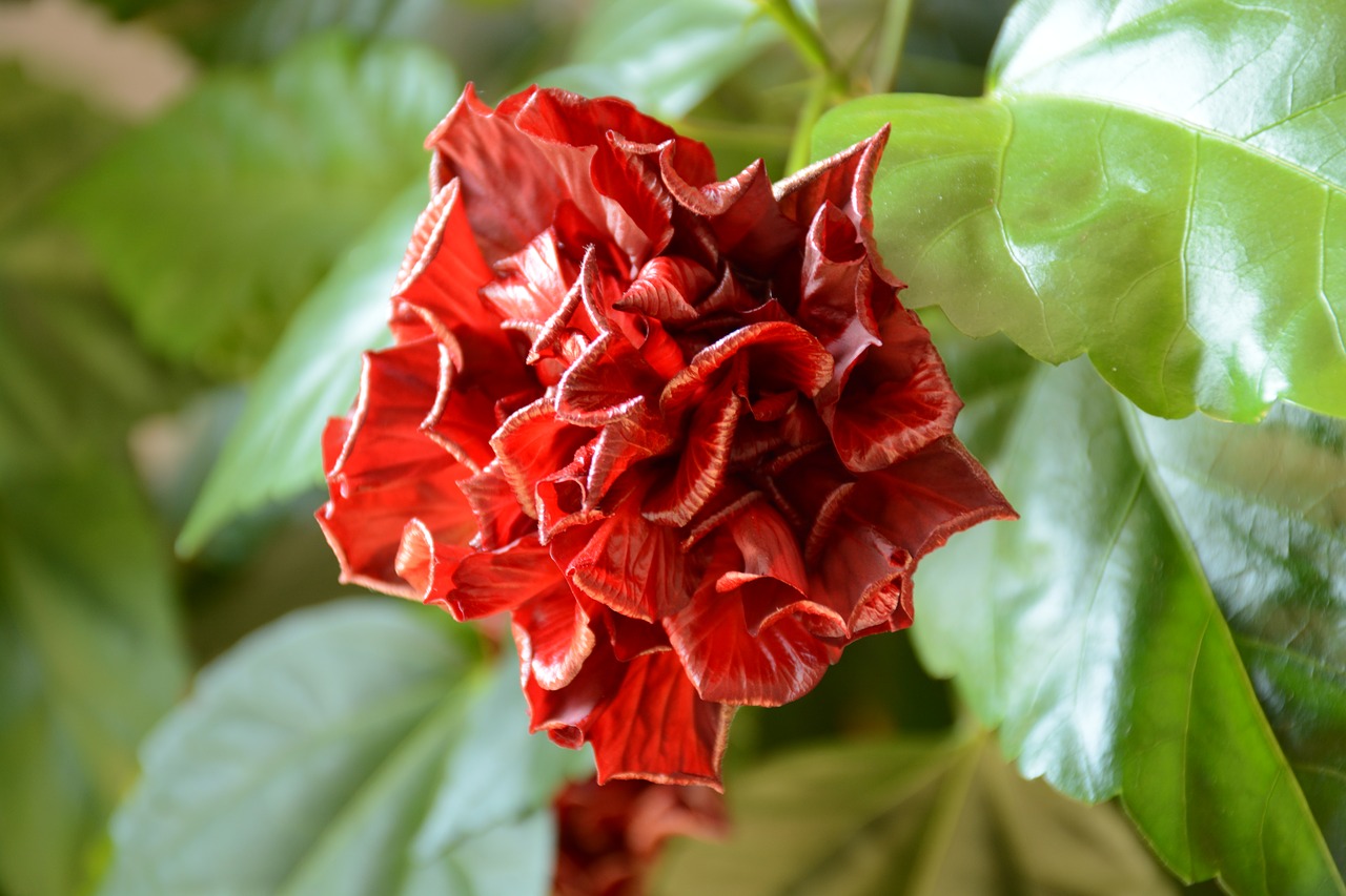 hibiscus  red  flower free photo