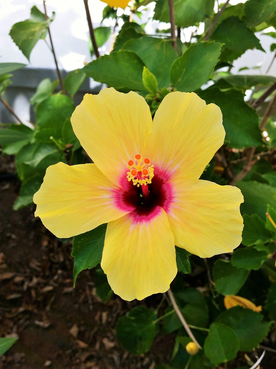 hibiscus  yellow  flower free photo