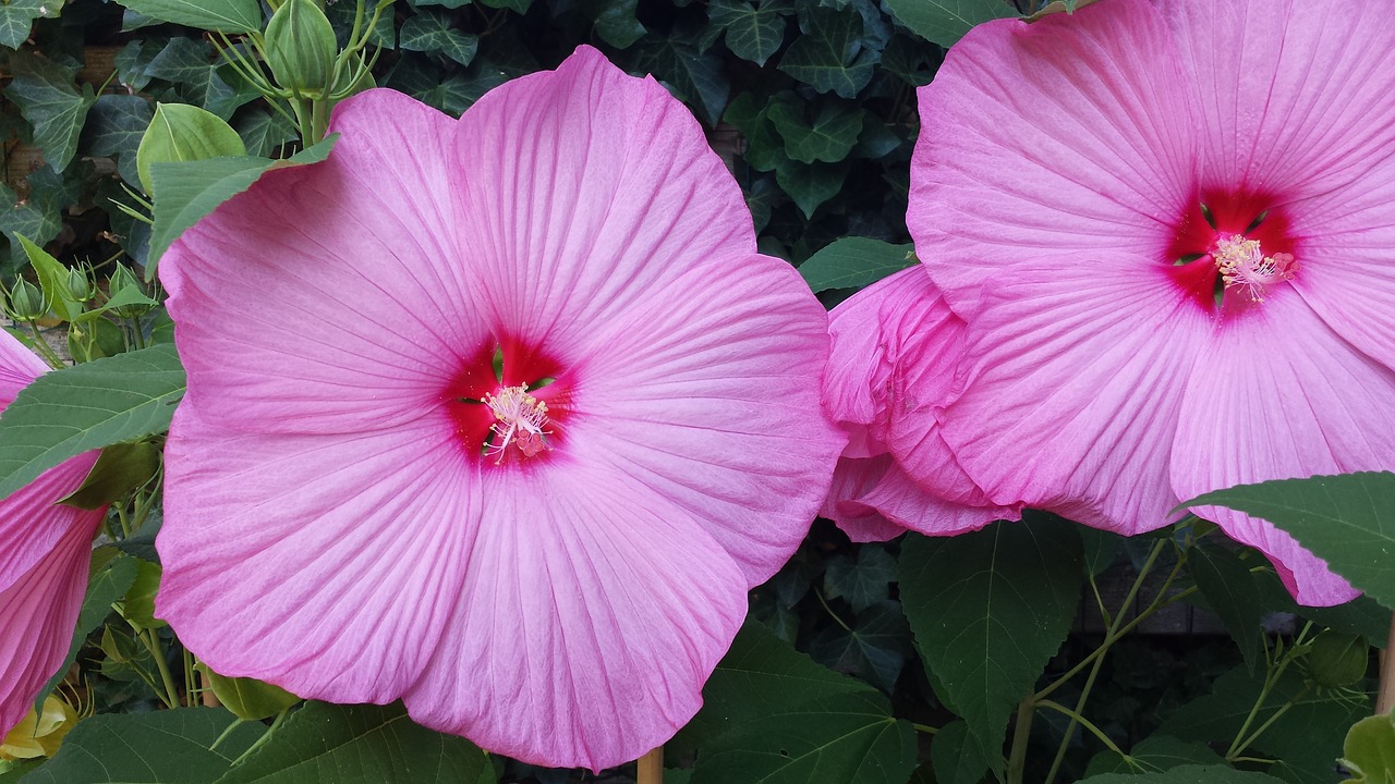 hibiscus  large  flowers free photo