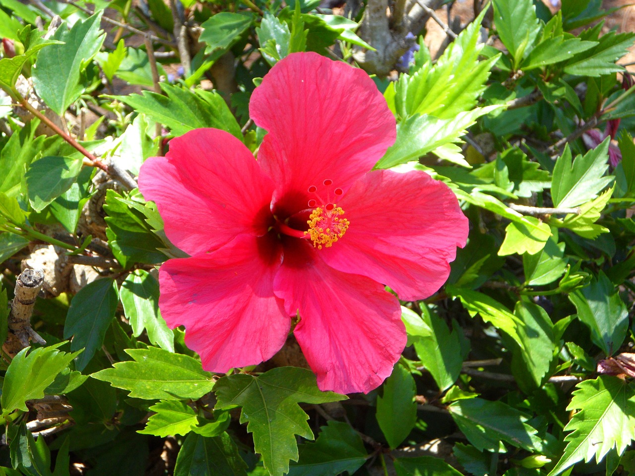 hibiscus flower blossom free photo