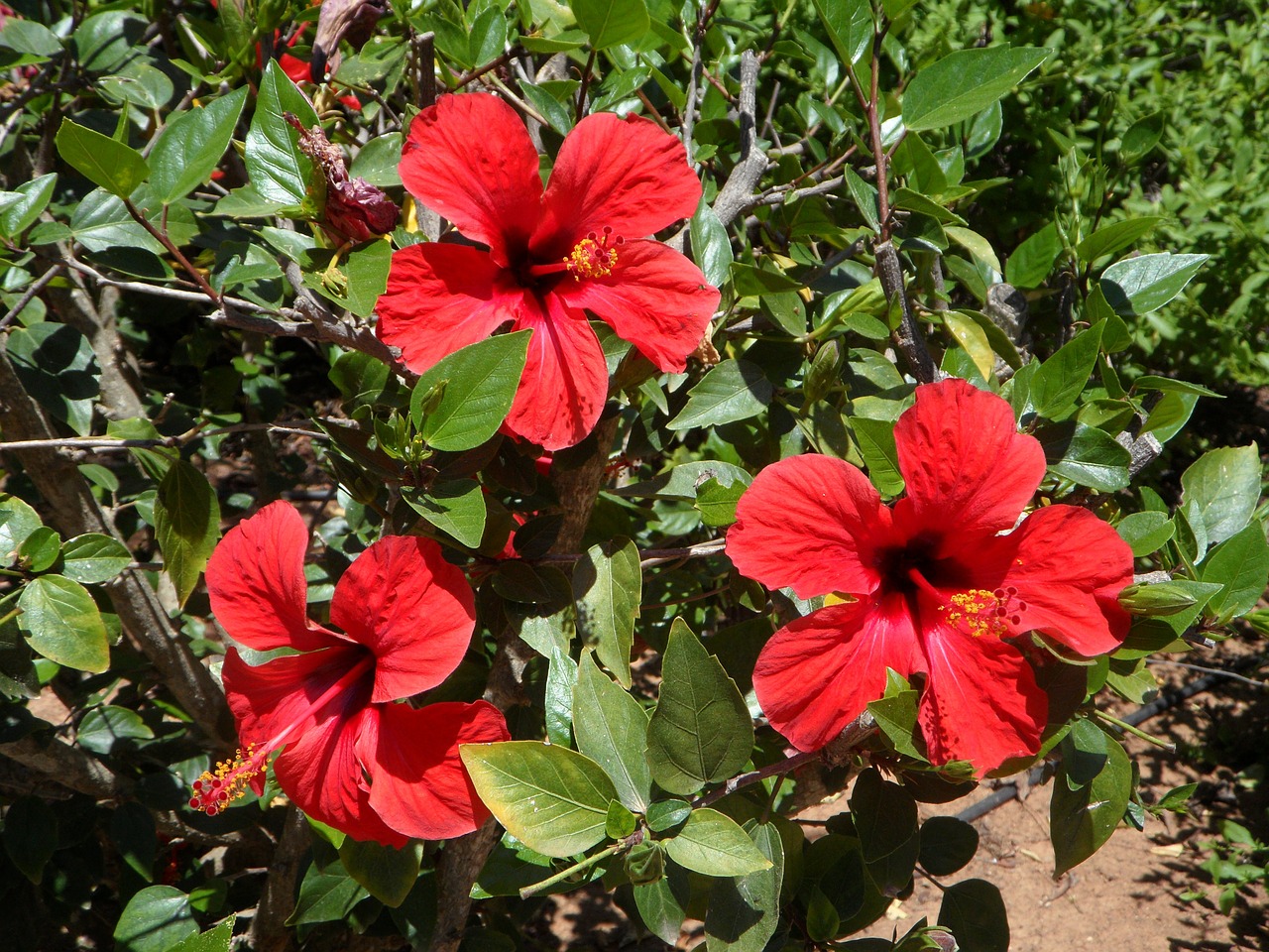 hibiscus three bloom free photo