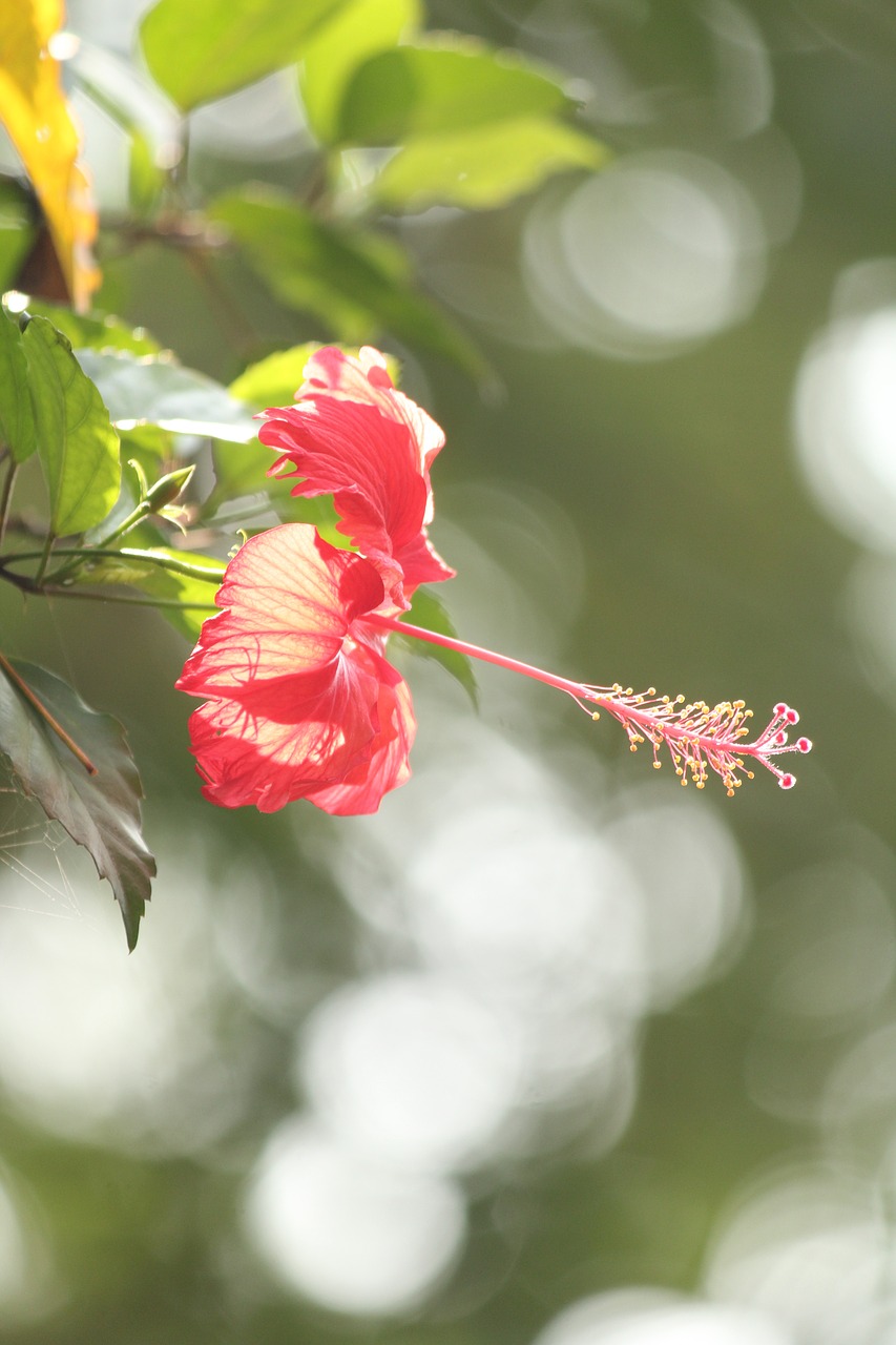 hibiscus  flower  bloom free photo