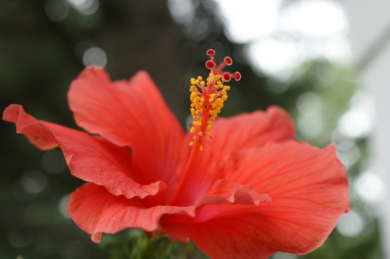 hibiscus flower coral free photo