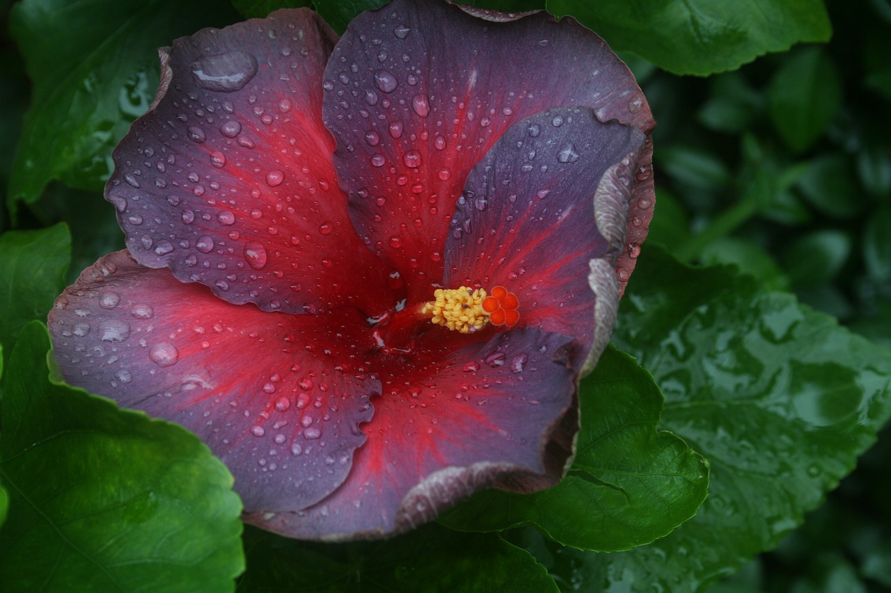 hibiscus  flower  tropical free photo