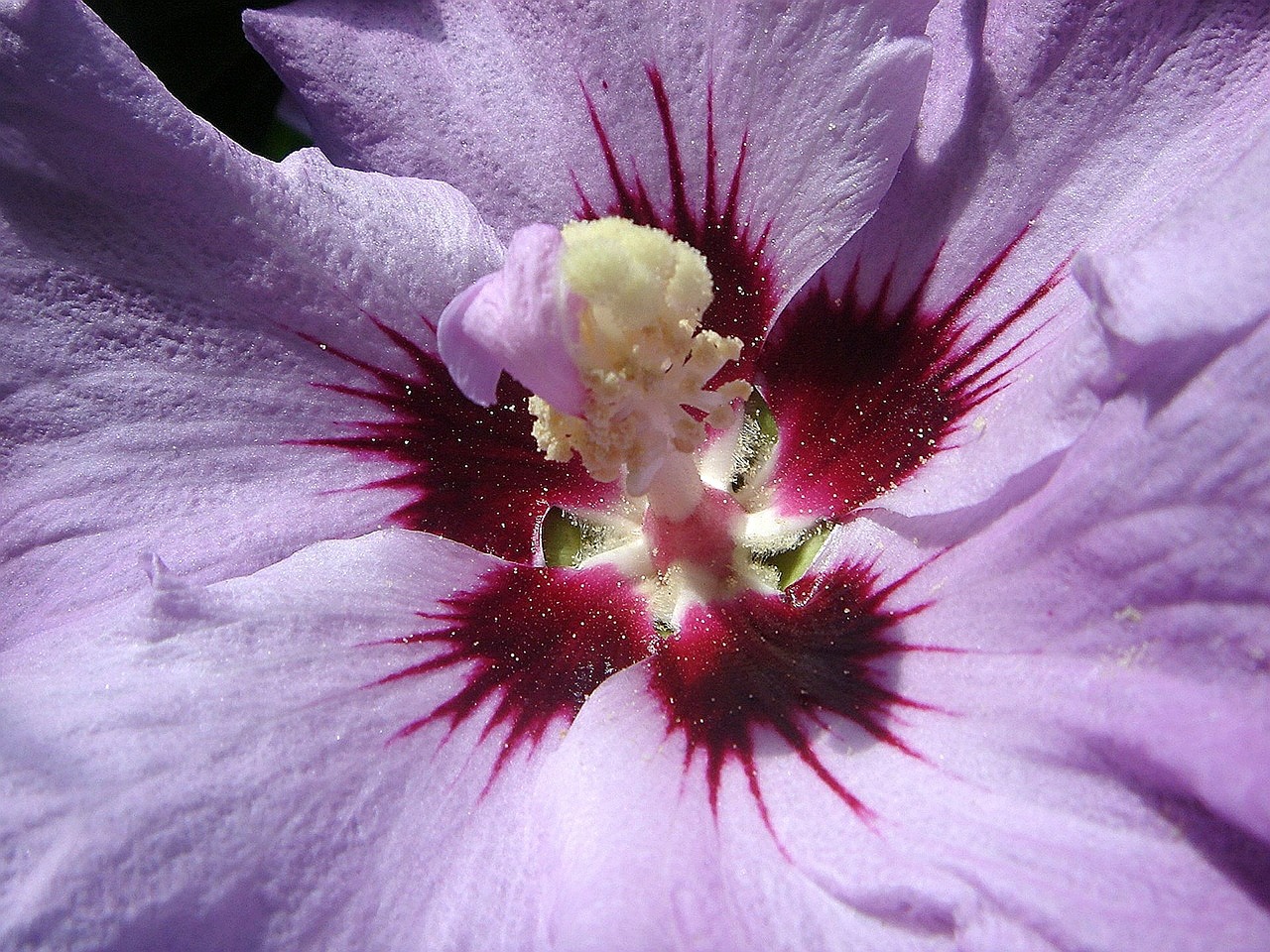 hibiscus flower pistil free photo