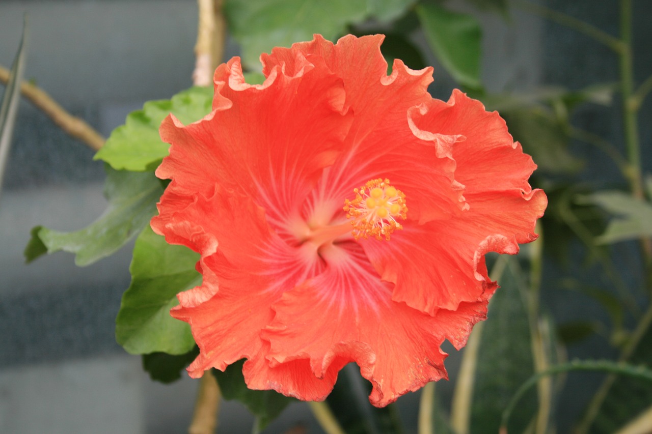 hibiscus  red  flower free photo