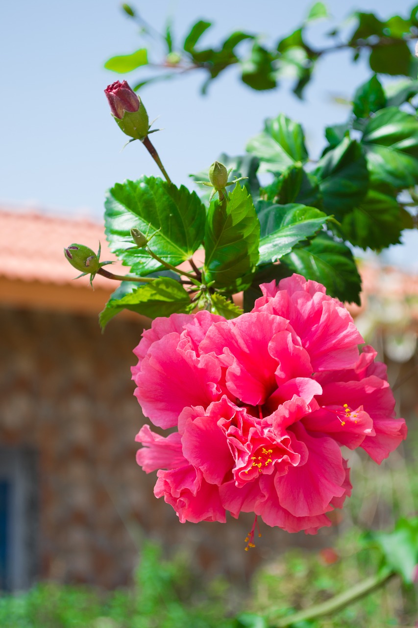 hibiscus  flower  garden free photo