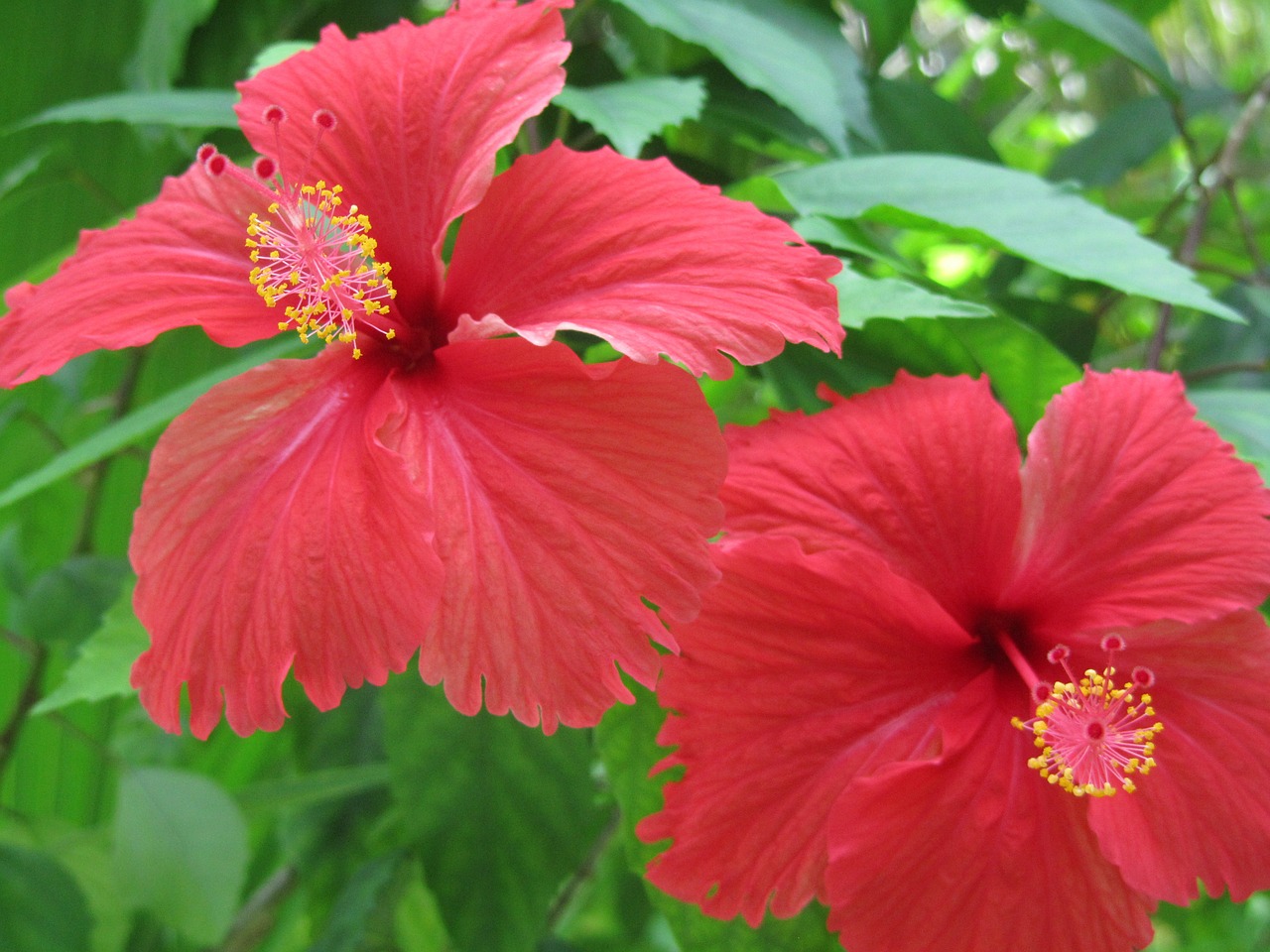 hibiscus flower blossom free photo