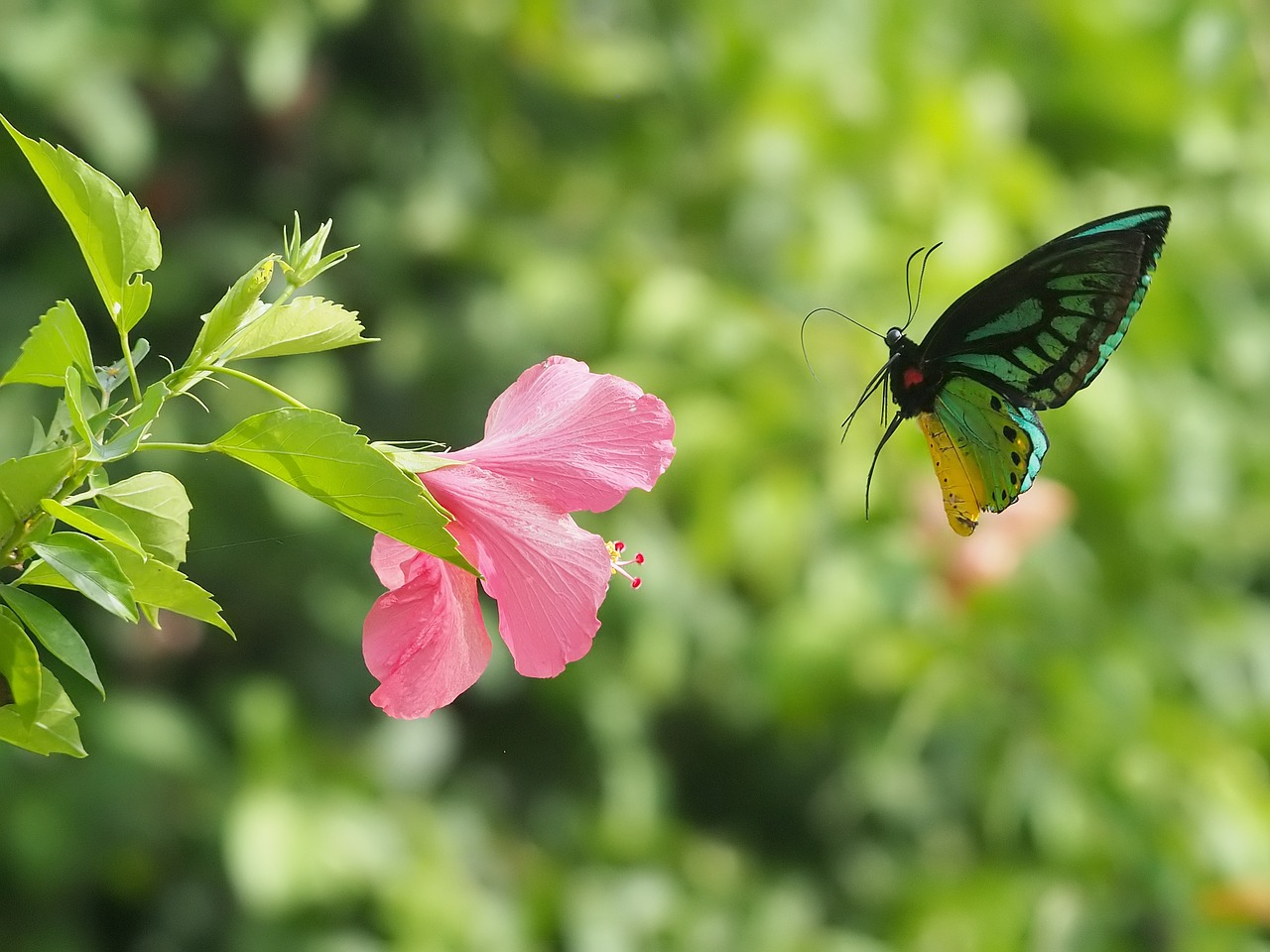 hibiscus  butterflies  tropical free photo