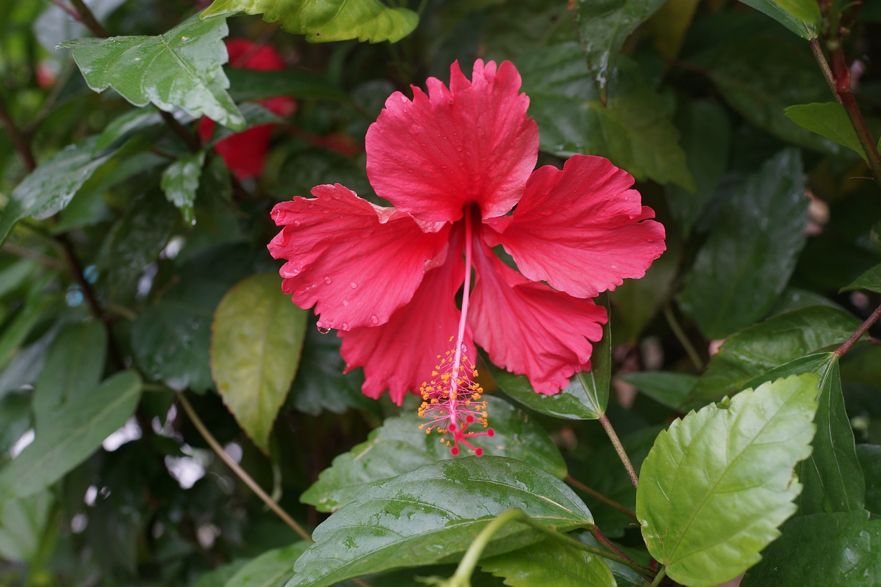 hibiscus  flowers  south china free photo