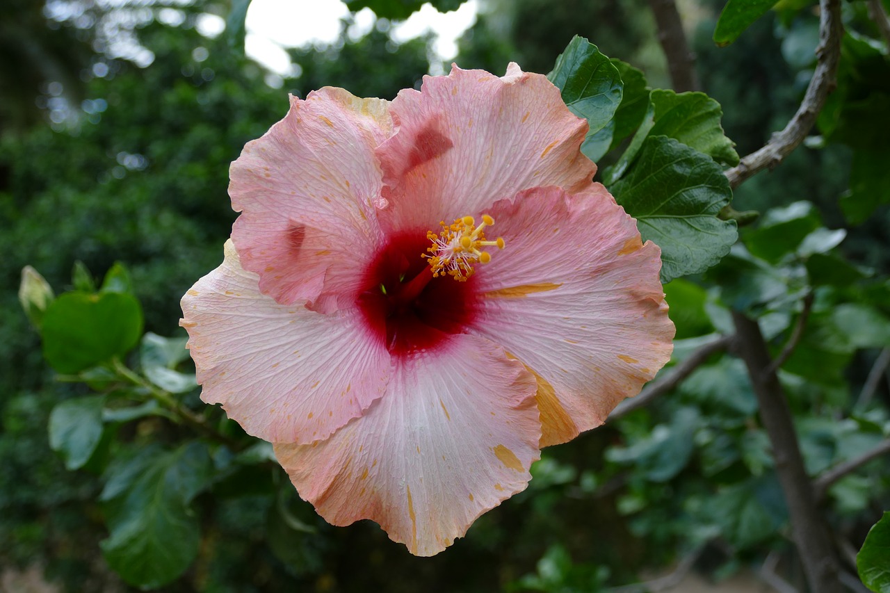 hibiscus  flower  plant free photo