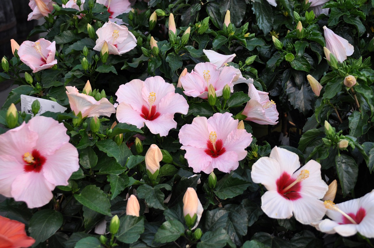 hibiscus  summer  sun free photo