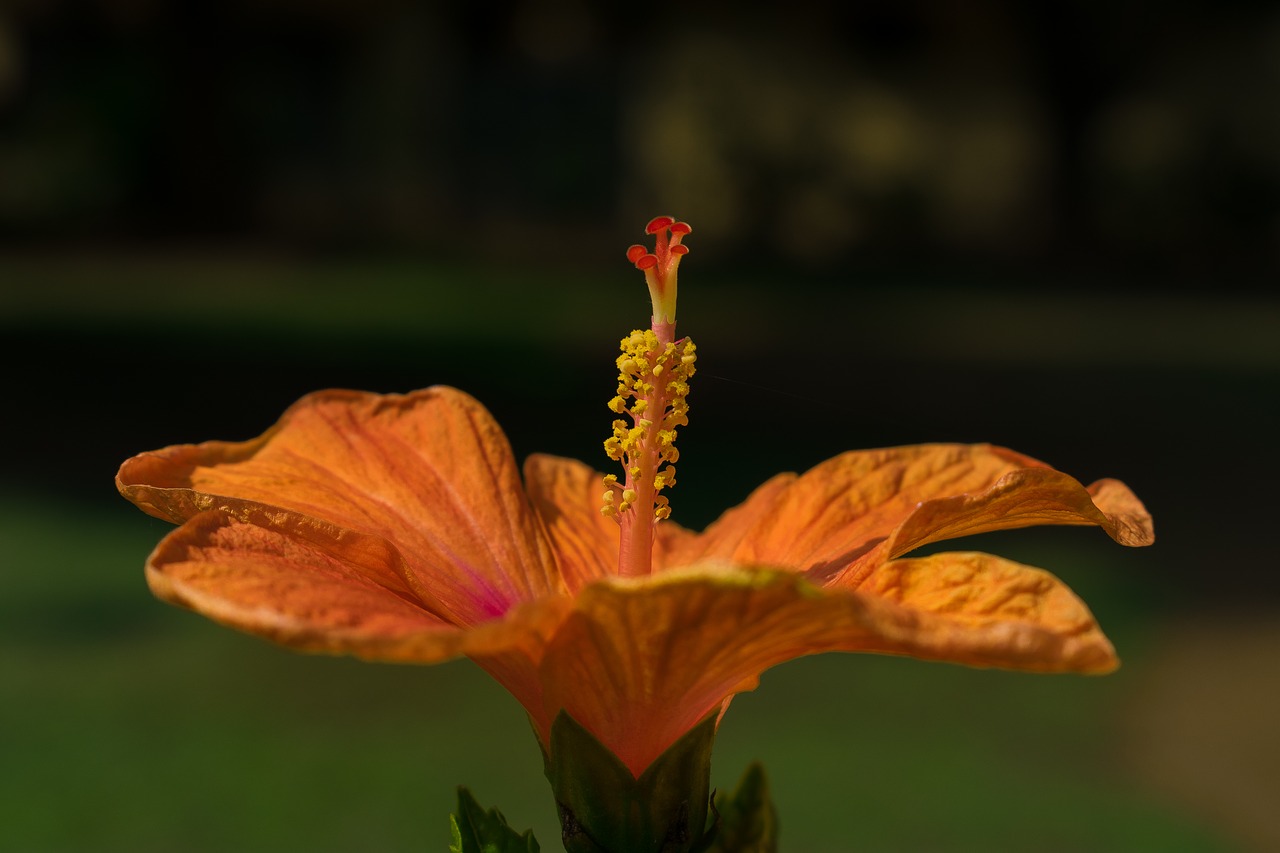 hibiscus  flower  orange flower free photo