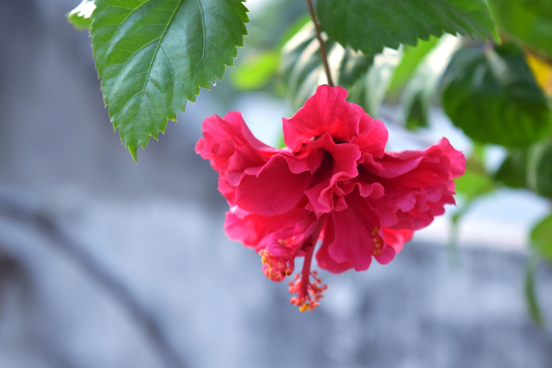 hibiscus flower nature free photo