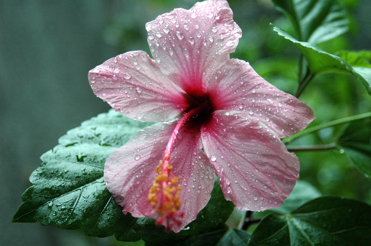 hibiscus  rose of china  flower of the pacific free photo