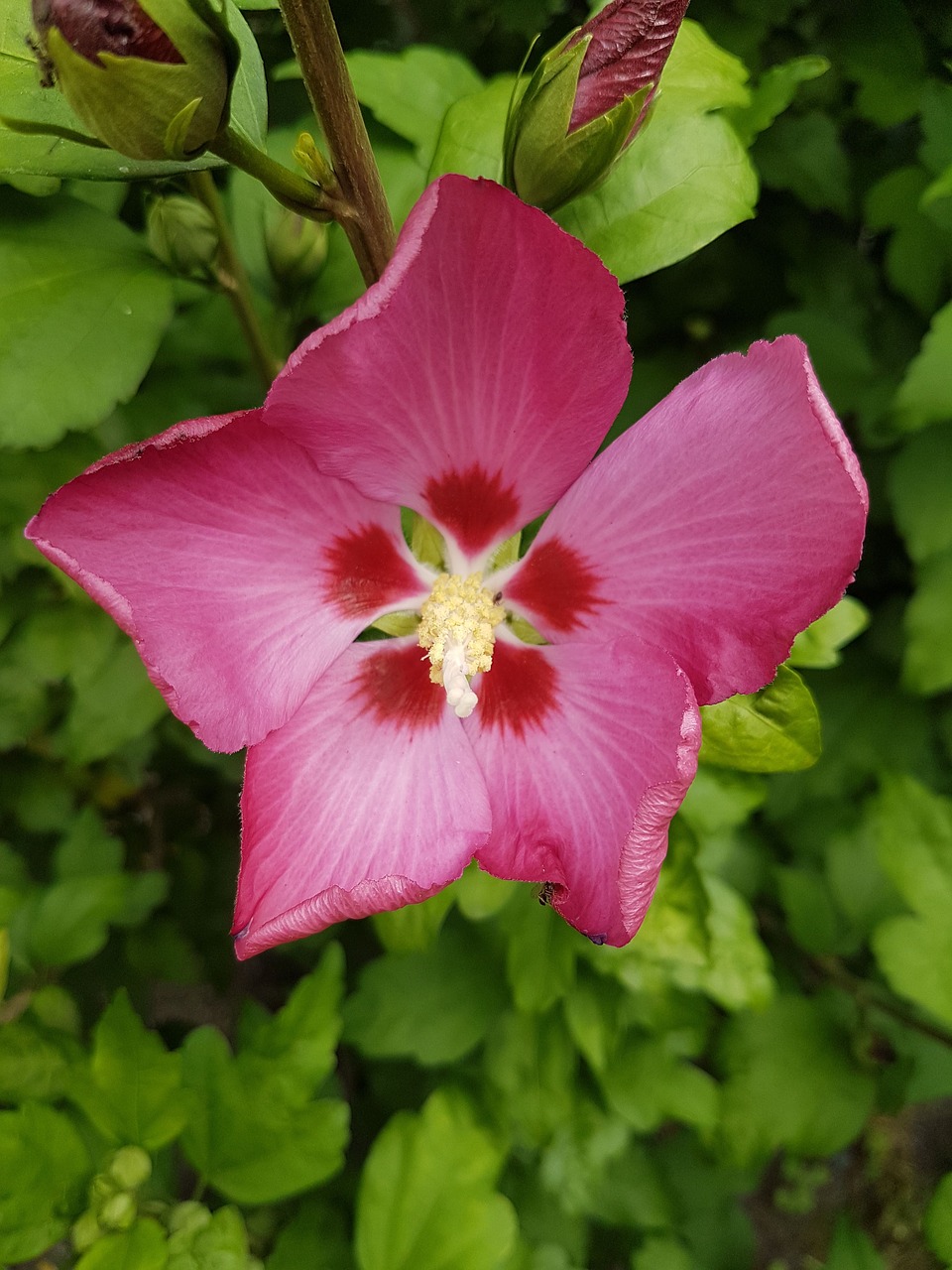 hibiscus  garden  plant free photo