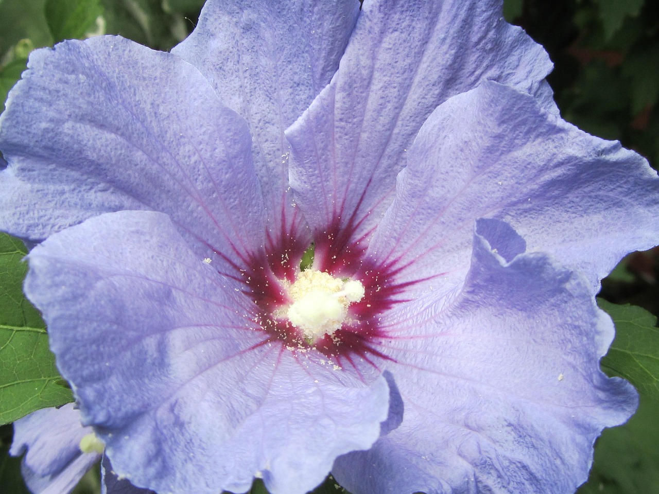 hibiscus purple flower free photo