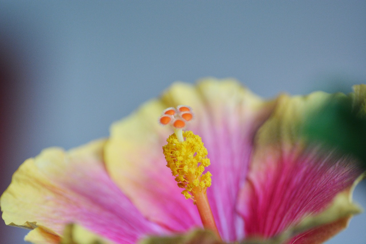 hibiscus flower blossom free photo