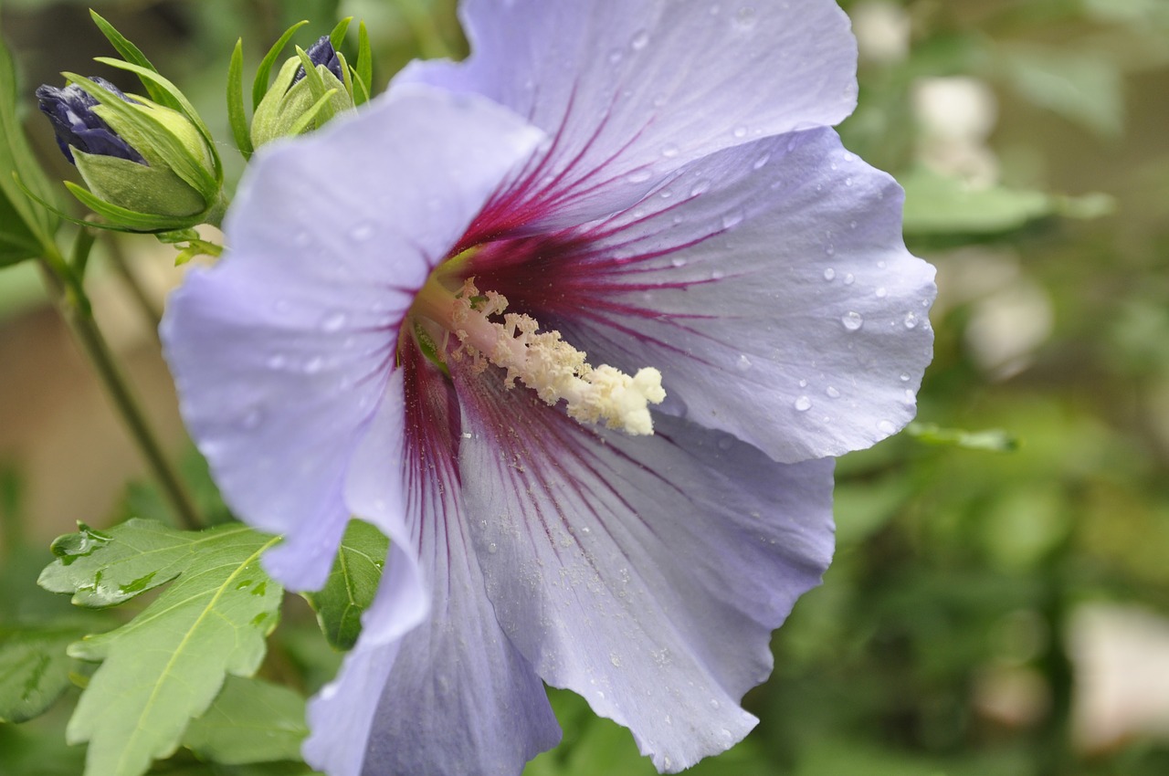 hibiscus  flower  flowers free photo