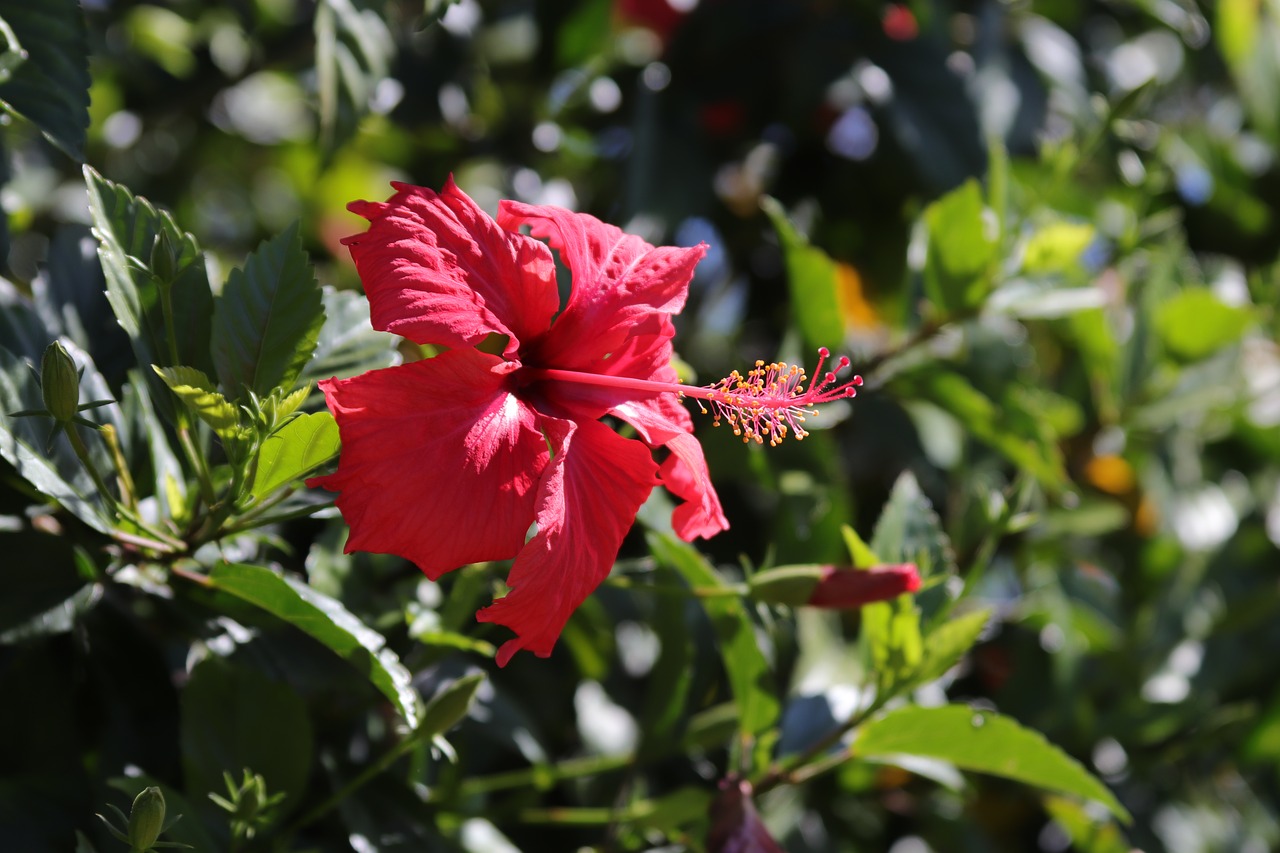 hibiscus  flower  hawaii free photo