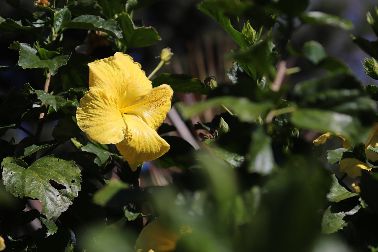 hibiscus  flower  hawaii free photo