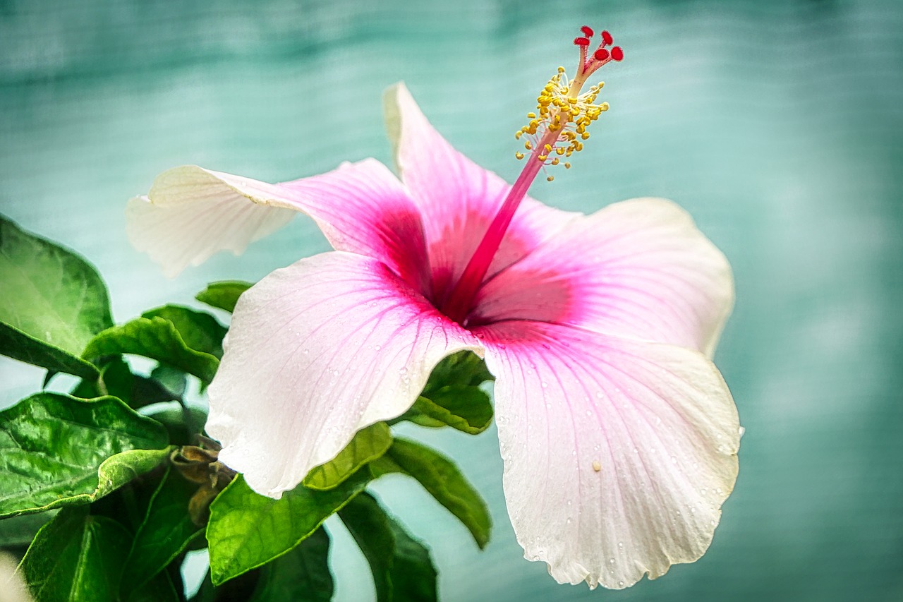 hibiscus  blossom  bloom free photo