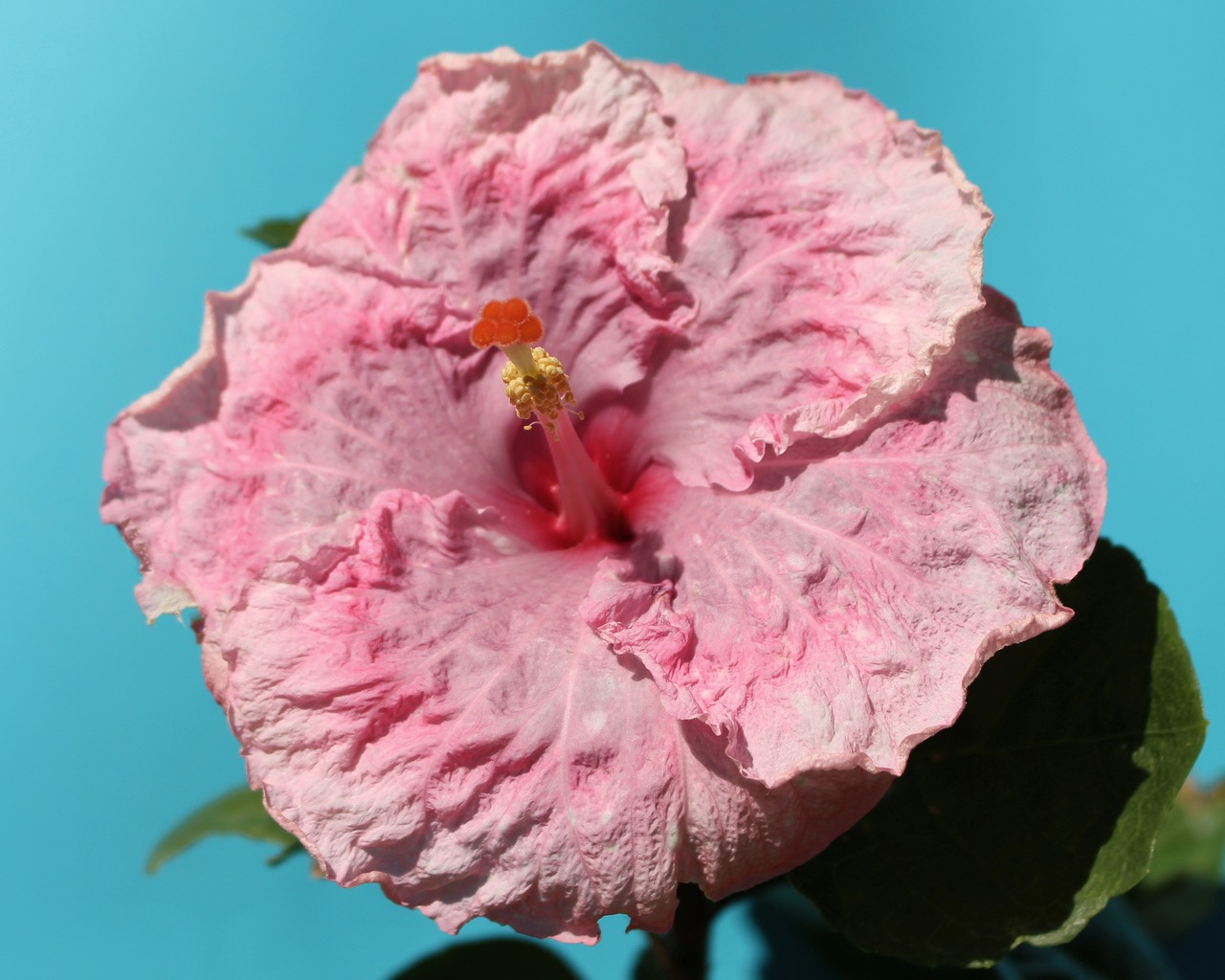 hibiscus  flower  pink free photo