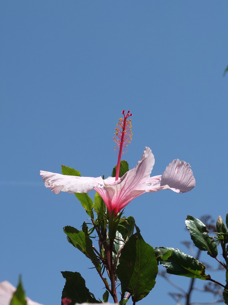 hibiscus blossom bloom free photo