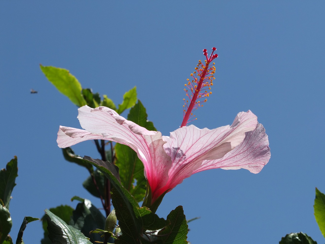 hibiscus blossom bloom free photo