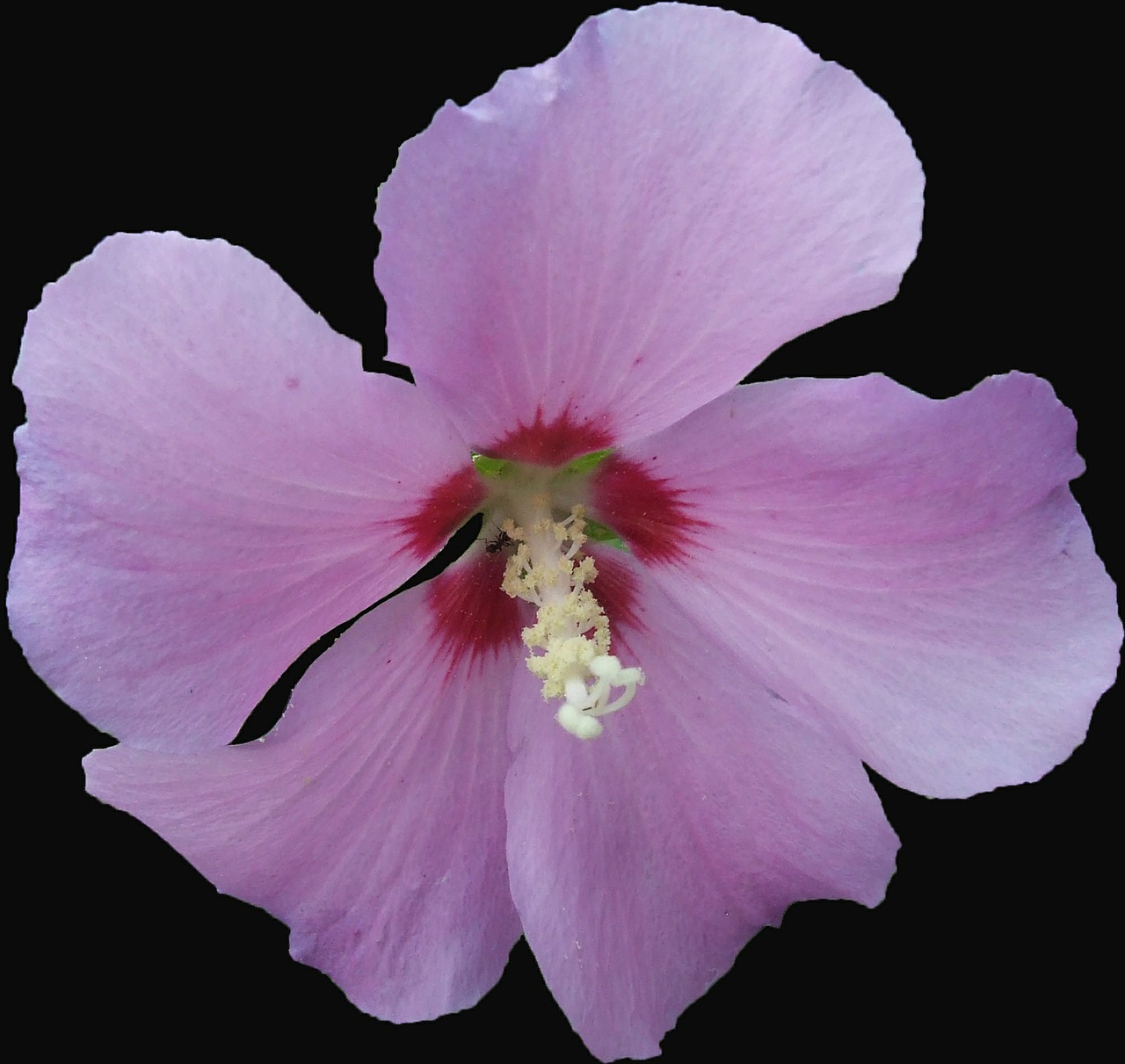 hibiscus garden hibiscus mallow free photo
