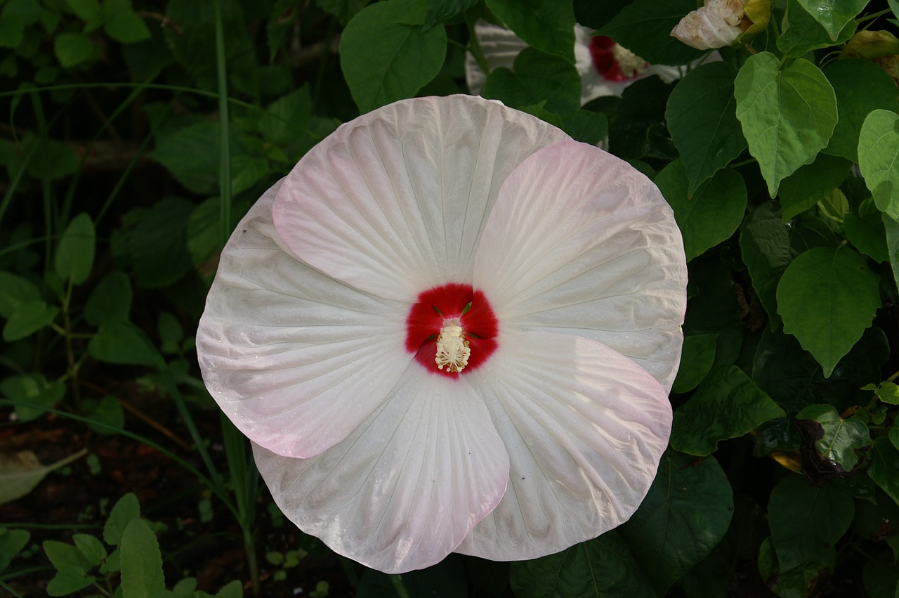 hibiscus flower floral free photo