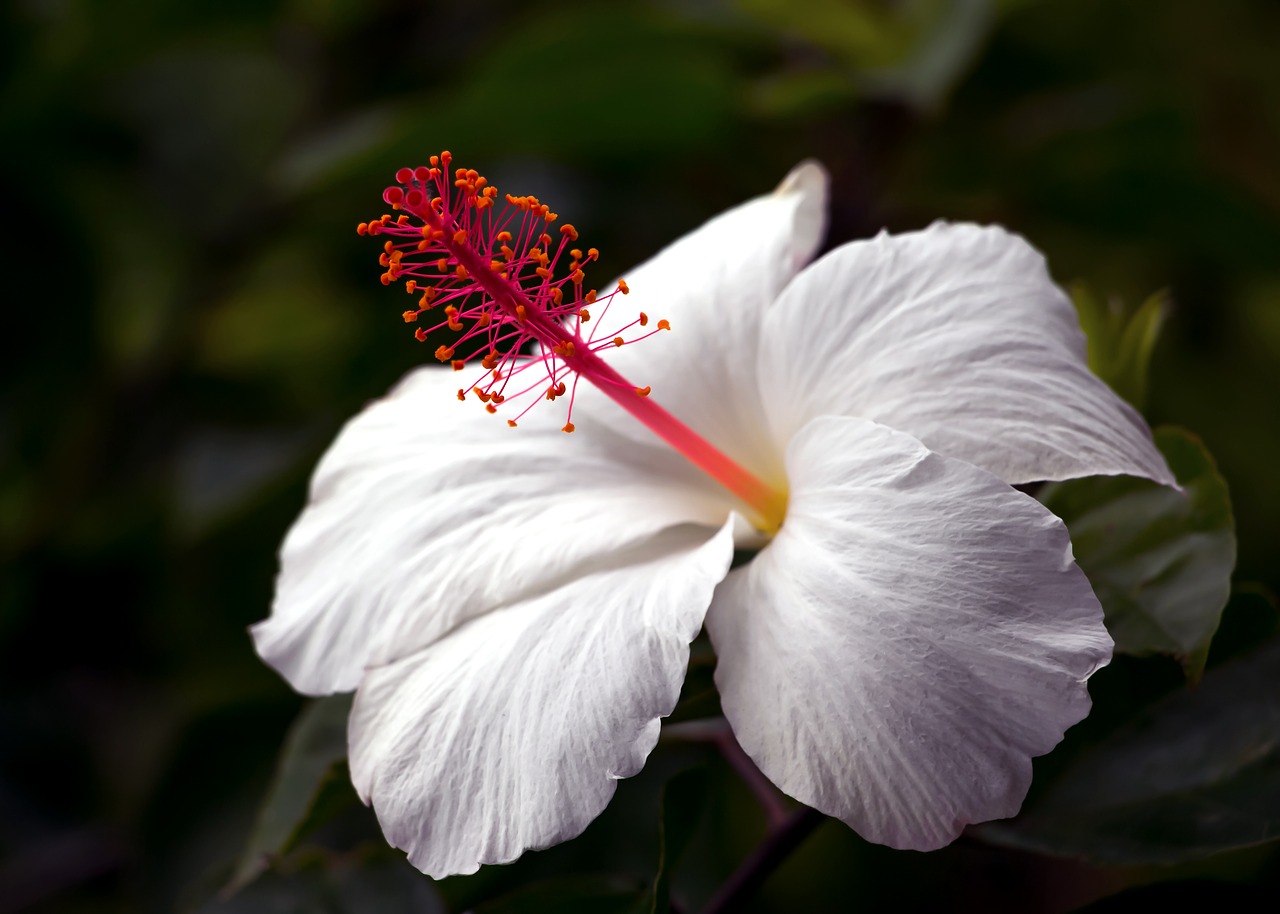 hibiscus  hawaii  tropical free photo