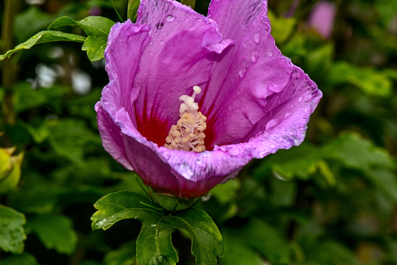 hibiscus  flower  blossom free photo