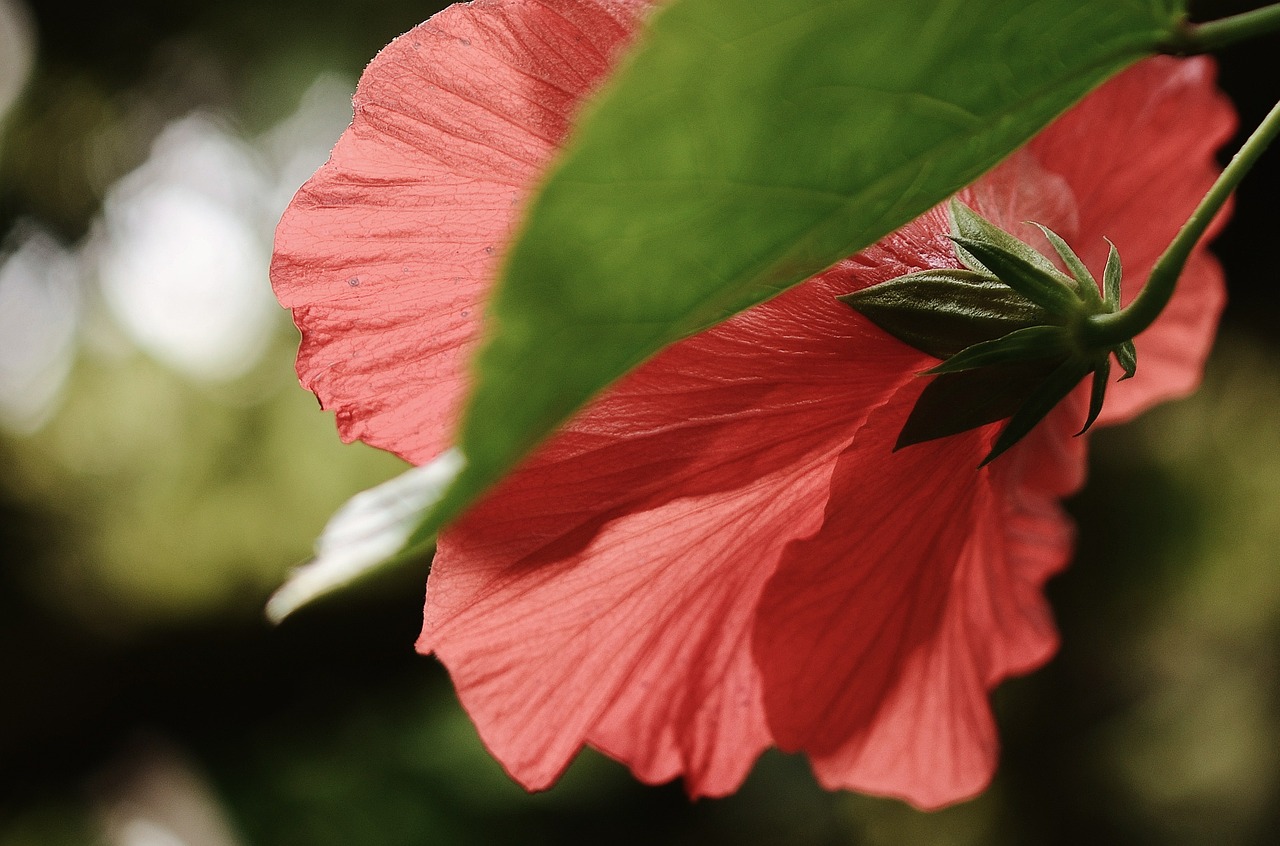 hibiscus plant red free photo