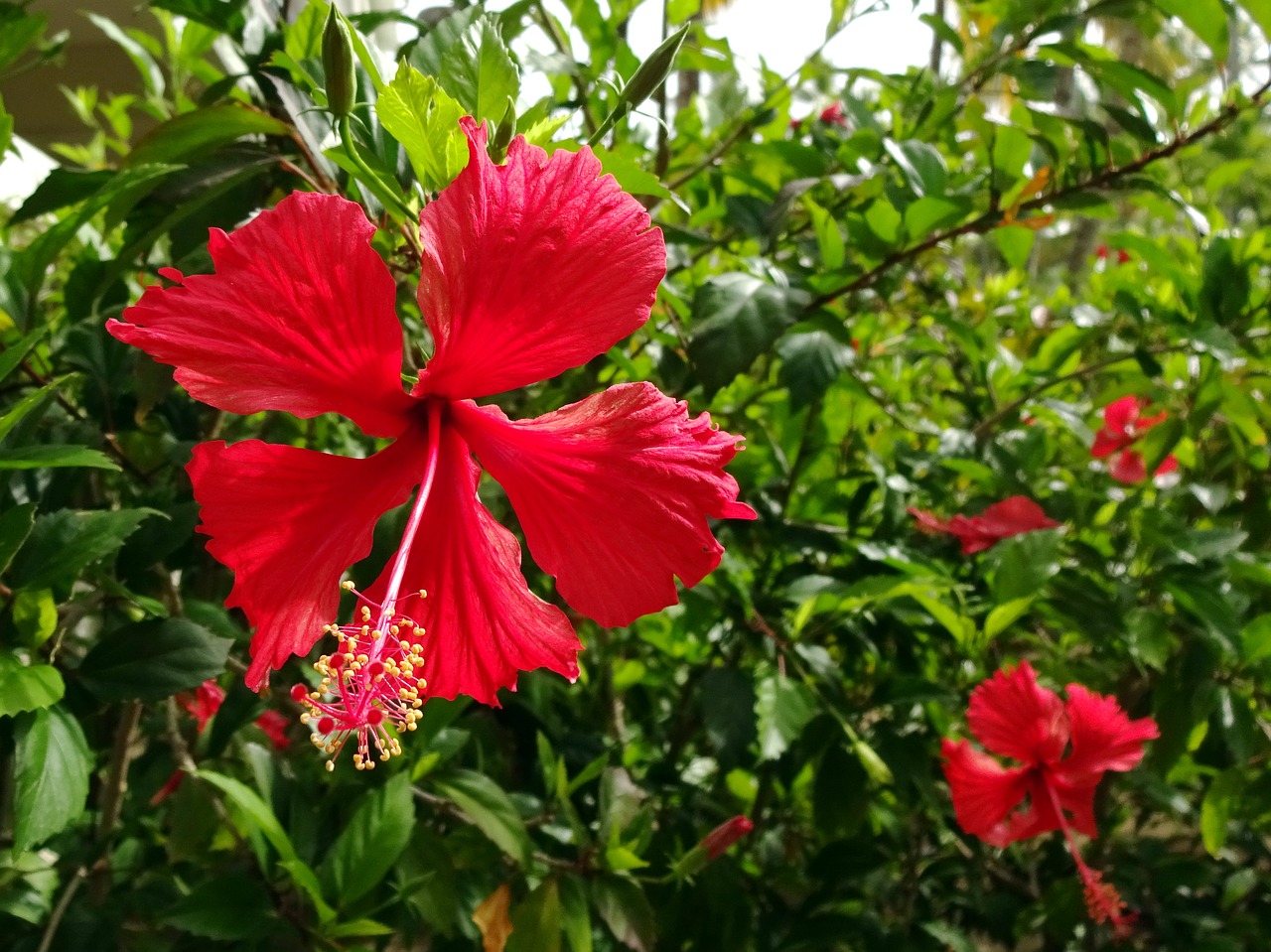 hibiscus  rosa sinensis  flower free photo