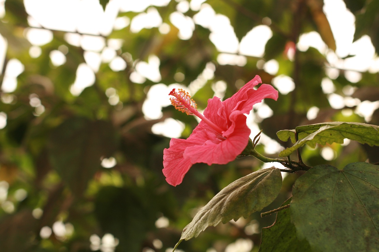 hibiscus  tropical  exotic free photo