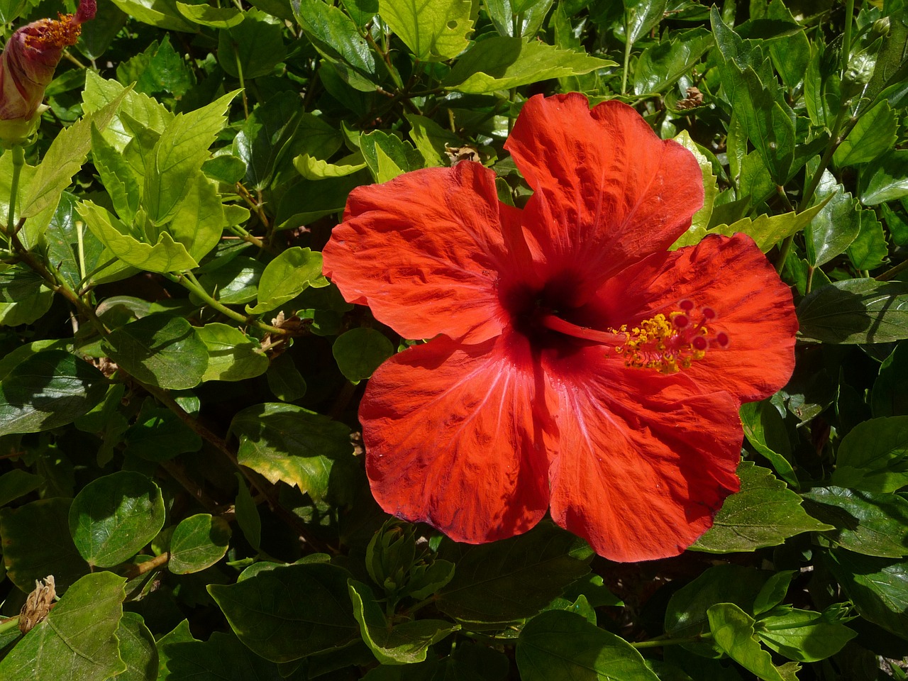 hibiscus blossom bloom free photo