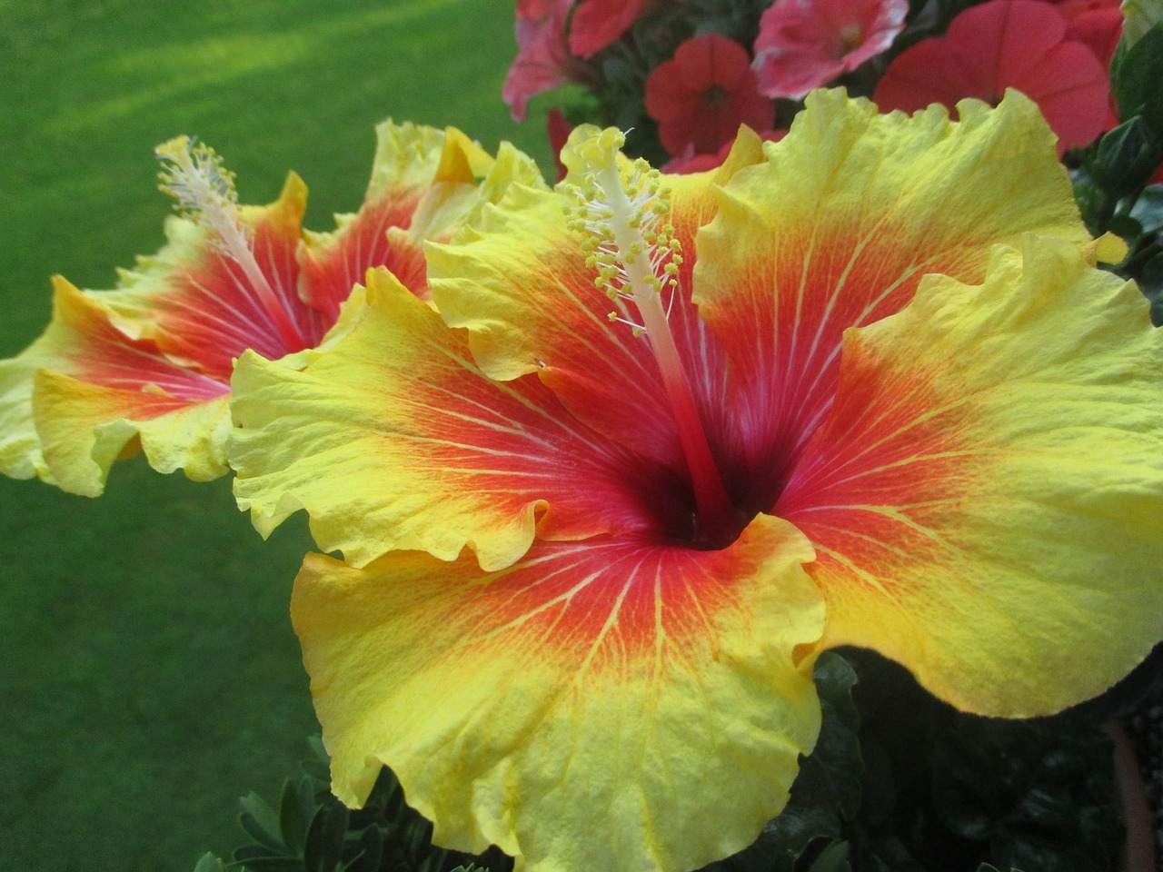 hibiscus flowers blossom free photo