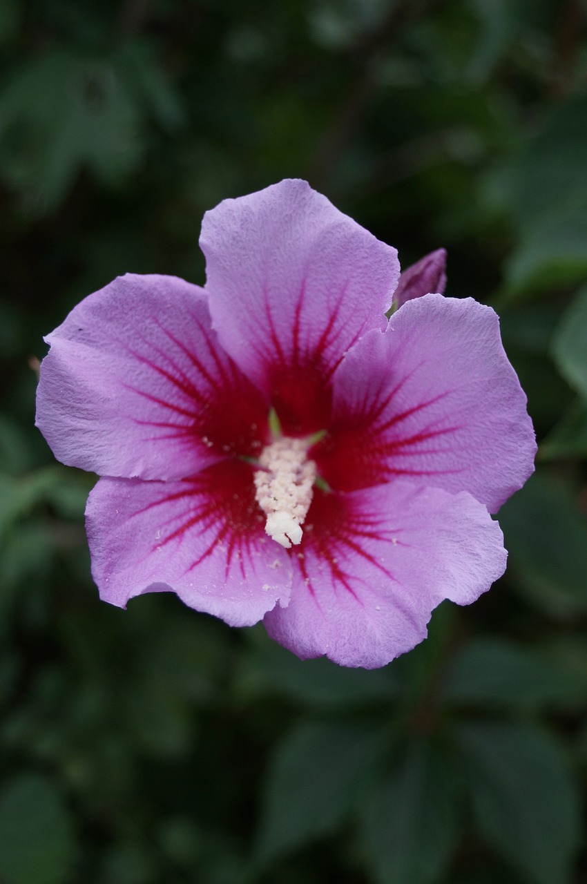 hibiscus  flower  floral free photo